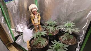 Look At The Garden
