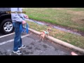 Dog Behavior Modification Training in Charlotte NC Dog Behavior Modification Training in Charlotte NC
