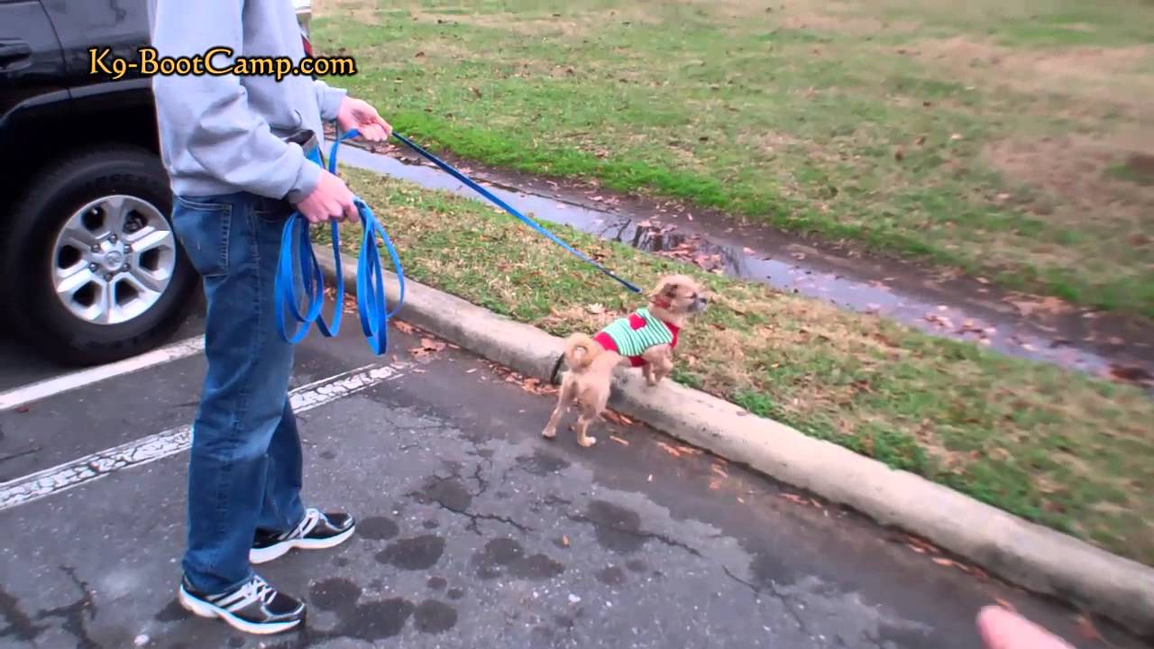 Dog Behavior Modification Training in Charlotte NC YouTube