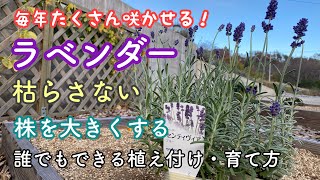 【秋植えラベンダー】枯らさないための植え付け方・育て方など。