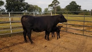 First fall calves of 2023 are on the ground. Feeding hay due to dry conditions. by Long Farms 168 views 7 months ago 4 minutes, 12 seconds