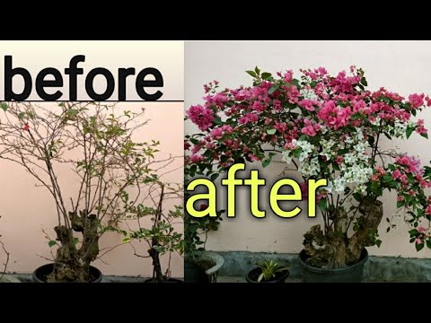 تصویری: Bougainvillea ، انواع و مراقبت