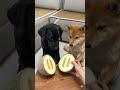 メロンを切ること VS ぶどうの粒を切ること 🐈