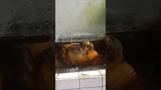 ikan lohan besar #fish #ikanlohan #shorts