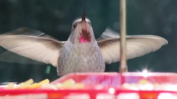 Hummingbird feeding out my kitchen window in slow ...