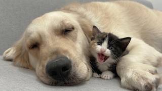 This Rescue Kitten Picks My Golden Retriever as Her Mom at Their First Meeting!