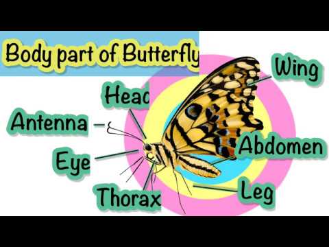 Butterfly ผีเสื้อ คำศัพท์ภาษาอังกฤษเกี่ยวกับผีเสื้อ และอวัยวะต่างๆของ ...