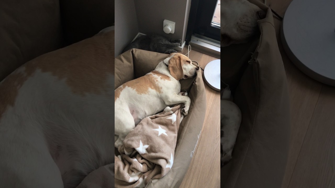 Hund schnarcht Katze genervt YouTube