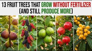 13 Fruit Trees That Grow Without Fertilizer (And Still Produce More)