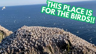 Cape St. Mary’s: Newfoundland’s Famous Bird Colony!