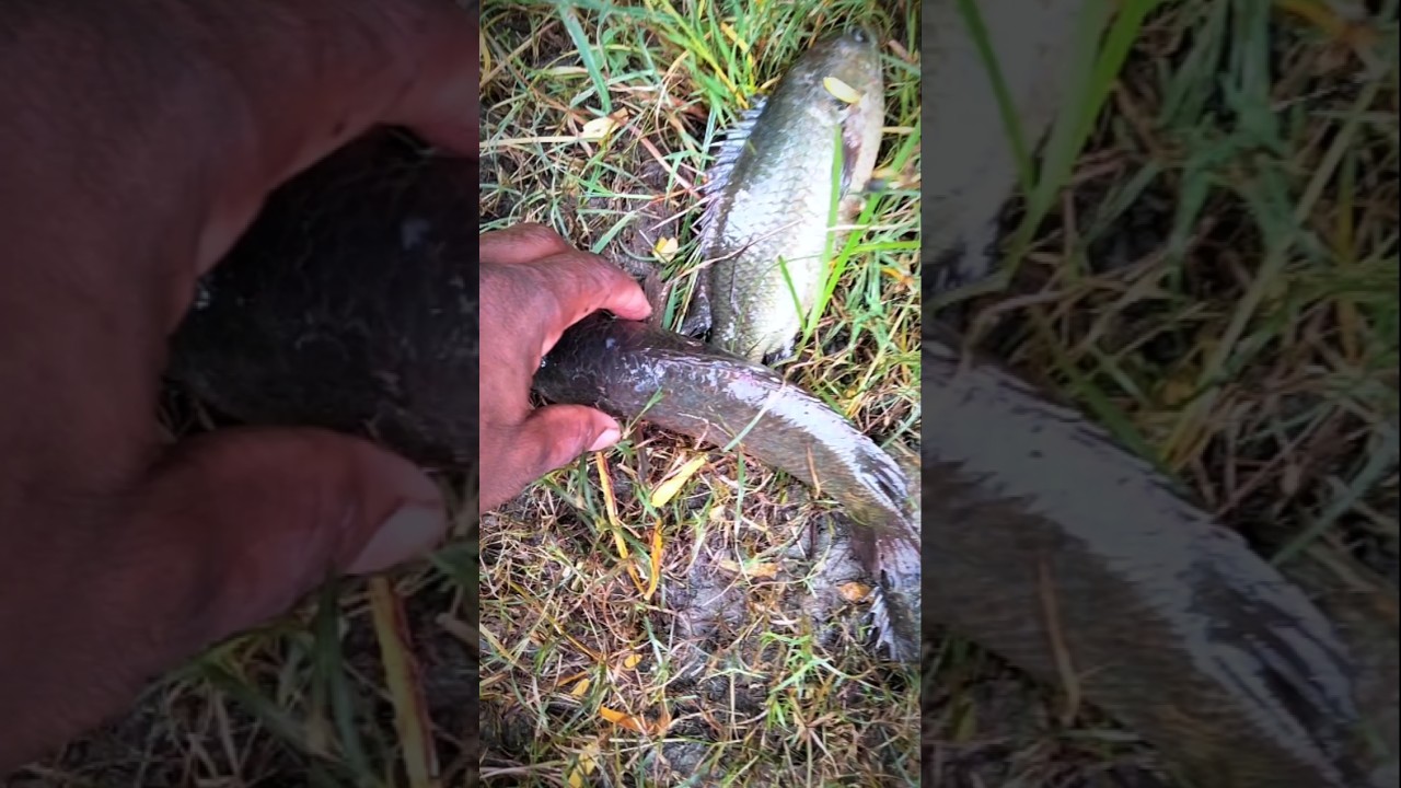 Amazing fishing videos | Traditional fishing 