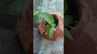 My youtube channel support 🌿🌿👃🏿👃🏿 my Mango 🥭🥭 plant 😭