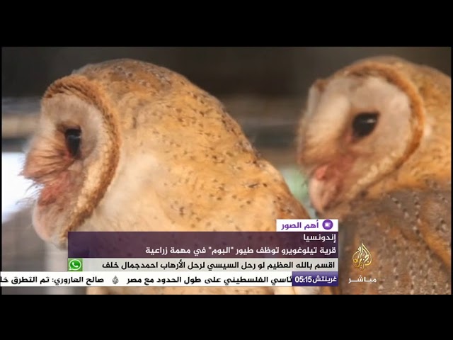 قرية إندونيسية توظف طيور “البوم” في مهمة زراعية