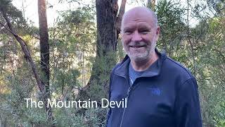 The Mountain Devil - Mighty, Spiky and just a bit Devilish