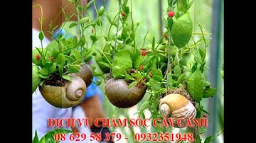 , 0932351948.]] dịch vụ cắt cỏ, trồng cây xanh sân vườn quận bình tân.tphcm