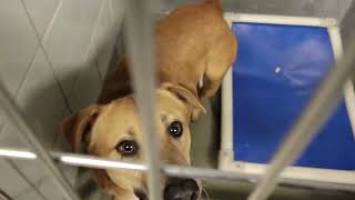 acs A660107