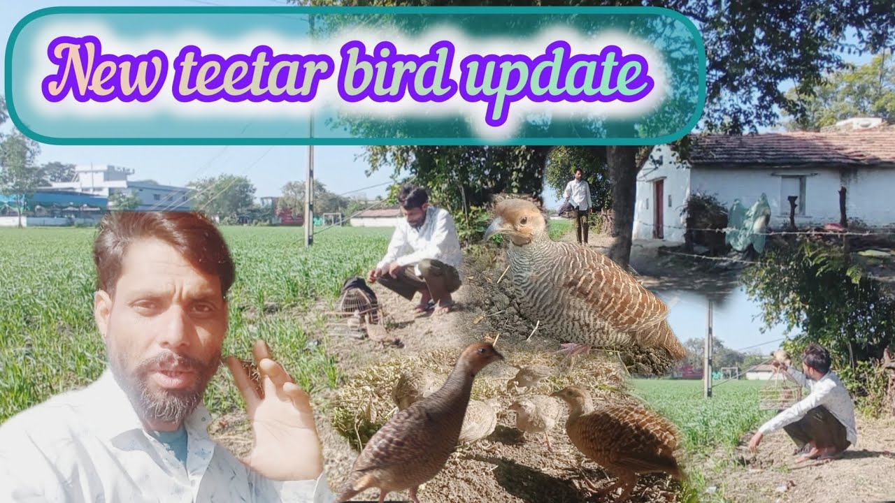 ये तरीका आपनाने से आपका तीतर 100% आपकी सिटी पर बोलने लगेगा।। New teetar update ।।