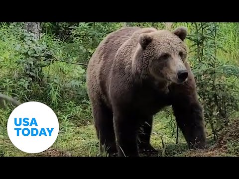 Too close for comfort! Hikers stumble upon brown bears on Alaska trail. | USA TODAY