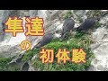 Young birds' first experience『隼・幼鳥達の初体験』