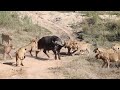 Nyati mwenye nguvu alivyowachakaza simba dangerous buffalo rescued from lions attack