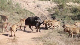 Nyati Mwenye Nguvu Alivyowachakaza Simba DANGEROUS BUFFALO RESCUED FROM LIONS ATTACK