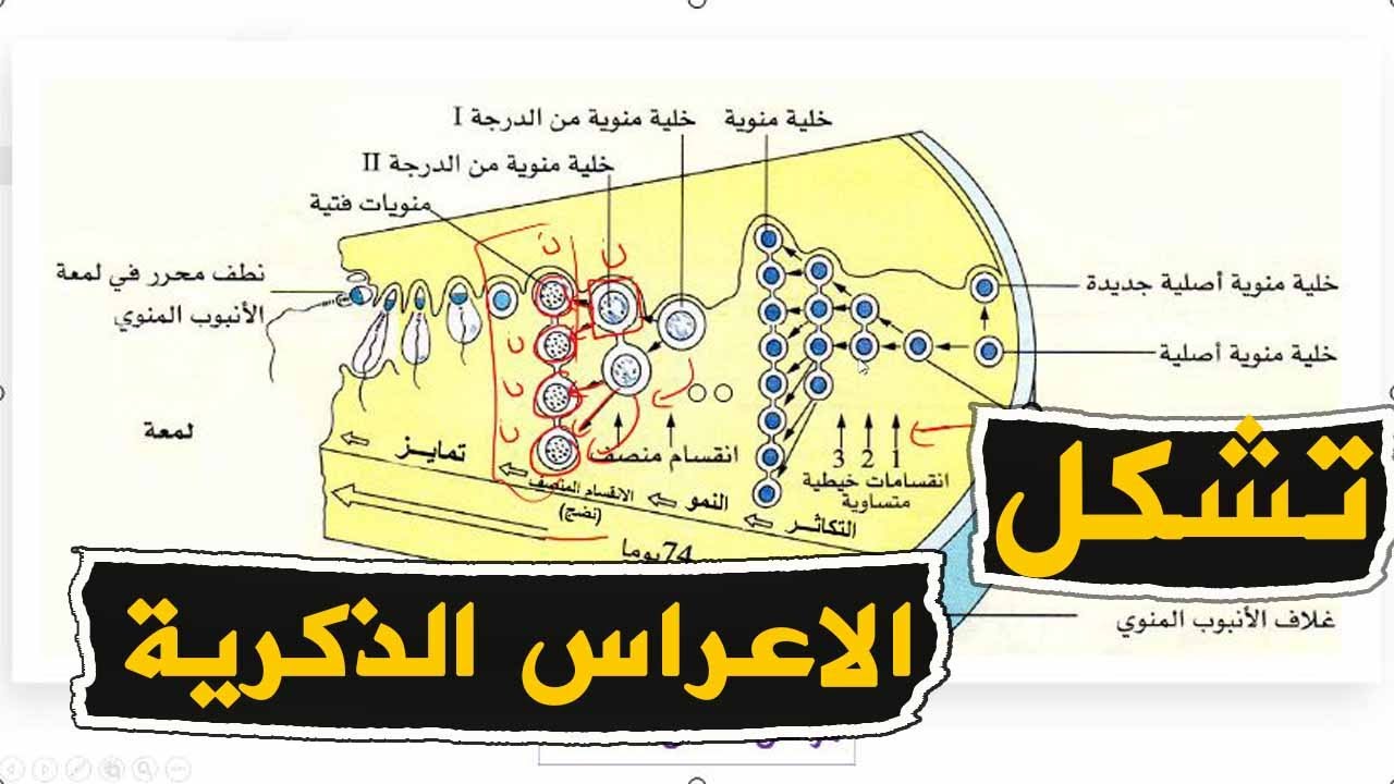 الدرس 34: تشكل الامشاج الذكرية عند الانسان علوم طبيعية الرابعة متوسط