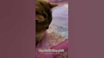 The annoying mosquito 😂 Funny Cat #funnycat #mosquito Original video 👉
