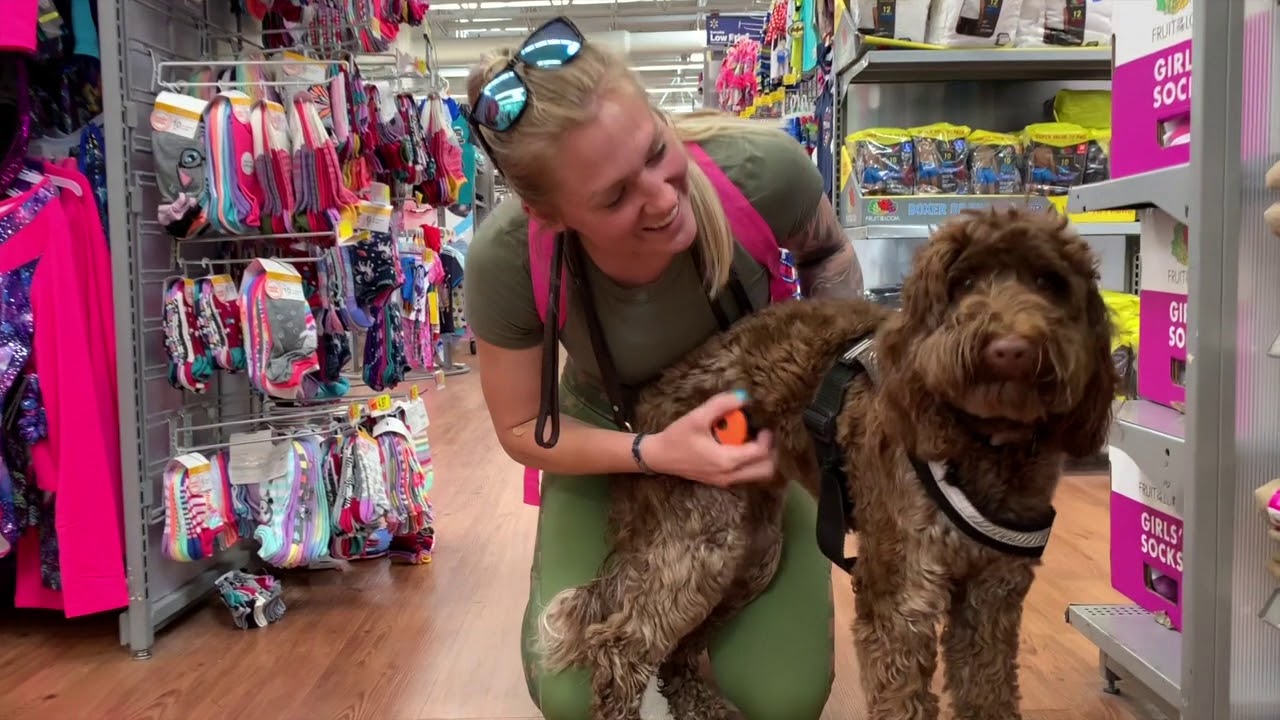 HUCK Trained By 1 Dog Trainer Ocala FL OFF LEASH K9 TRAINING YouTube