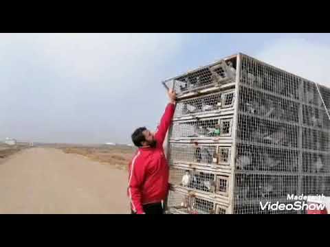 سباق لمجر توفيق لجميع اشالله