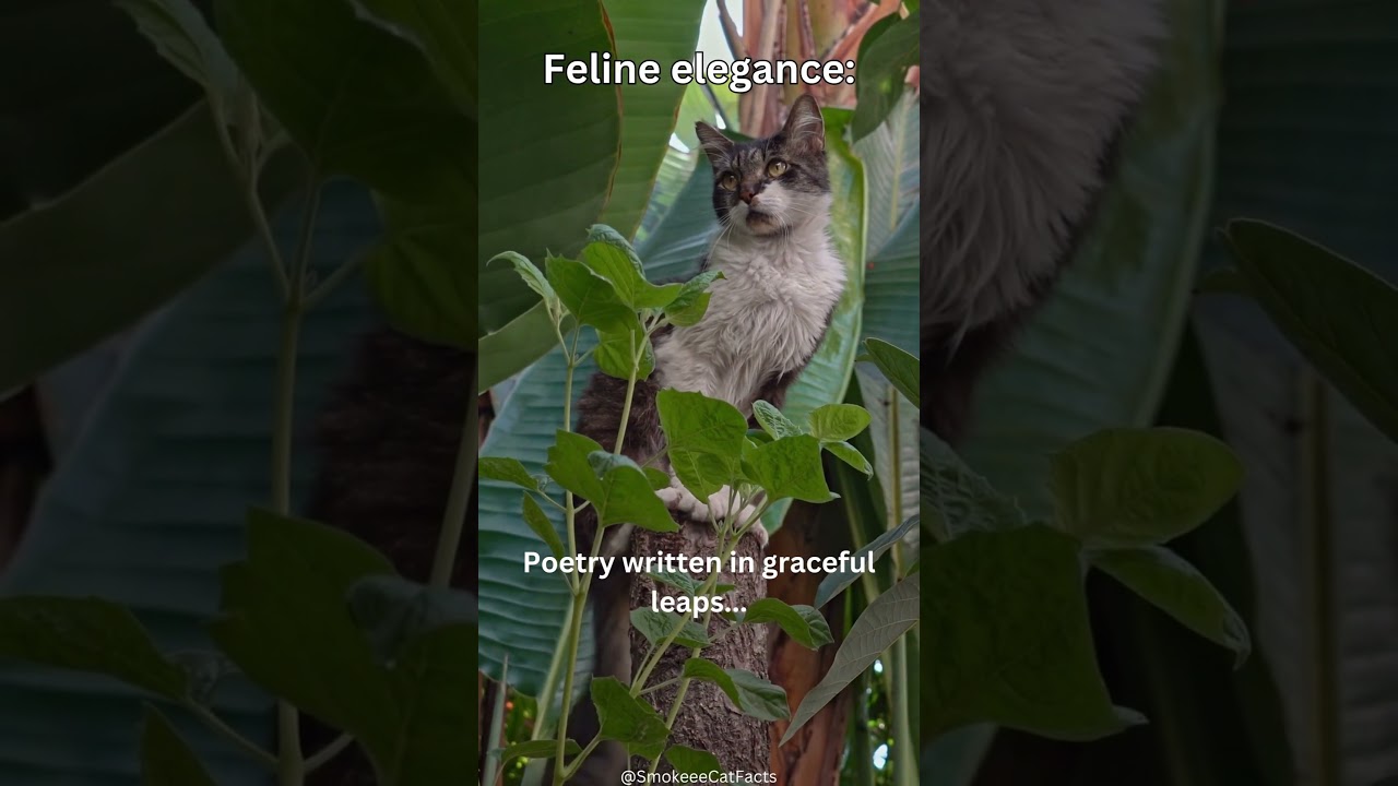 Feline Fortune Cookies: Feline Elegance 