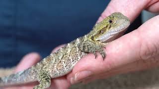 Dragon Returns To Its Den - Treatment And Release