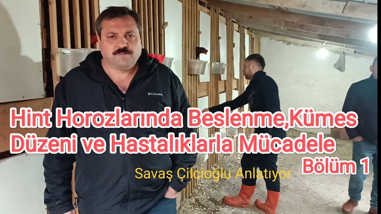 Hint Horozlarında Beslenme,Kümes Düzeni ve Hastalıklarla Mücadele # Bölüm 1 # Savaş Çilcioğlu