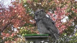 強風の中でフライト アメリカワシミミズクのミミちゃん~Great Horned Owl