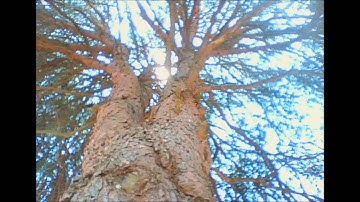 PATHS LEFTUNDONE PATH2 SILENCE