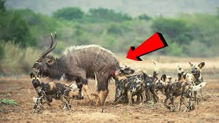 ये जंगली कुत्ते इस जानवर भयानक तरीके से मार देते हैं। Toughness Ways Animals Kill Their Hunt