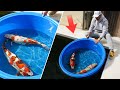 Dragon koi fish collection  amazing koi pond best of the best