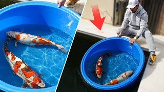 Desire for the Best Koi Pond: A Collector's Dream!