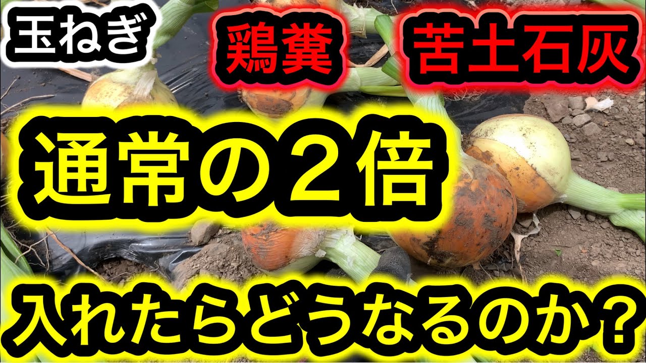 玉ねぎ栽培。鶏糞と苦土石灰を通常の2倍以上撒いて育てた結果…。意外な事実が判明しました…。玉葱収穫、肥料比較実験。米ぬか、追肥無し。