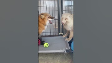 Thumbnail of Look at these foxes argue! Such cute fox sounds. 🥺