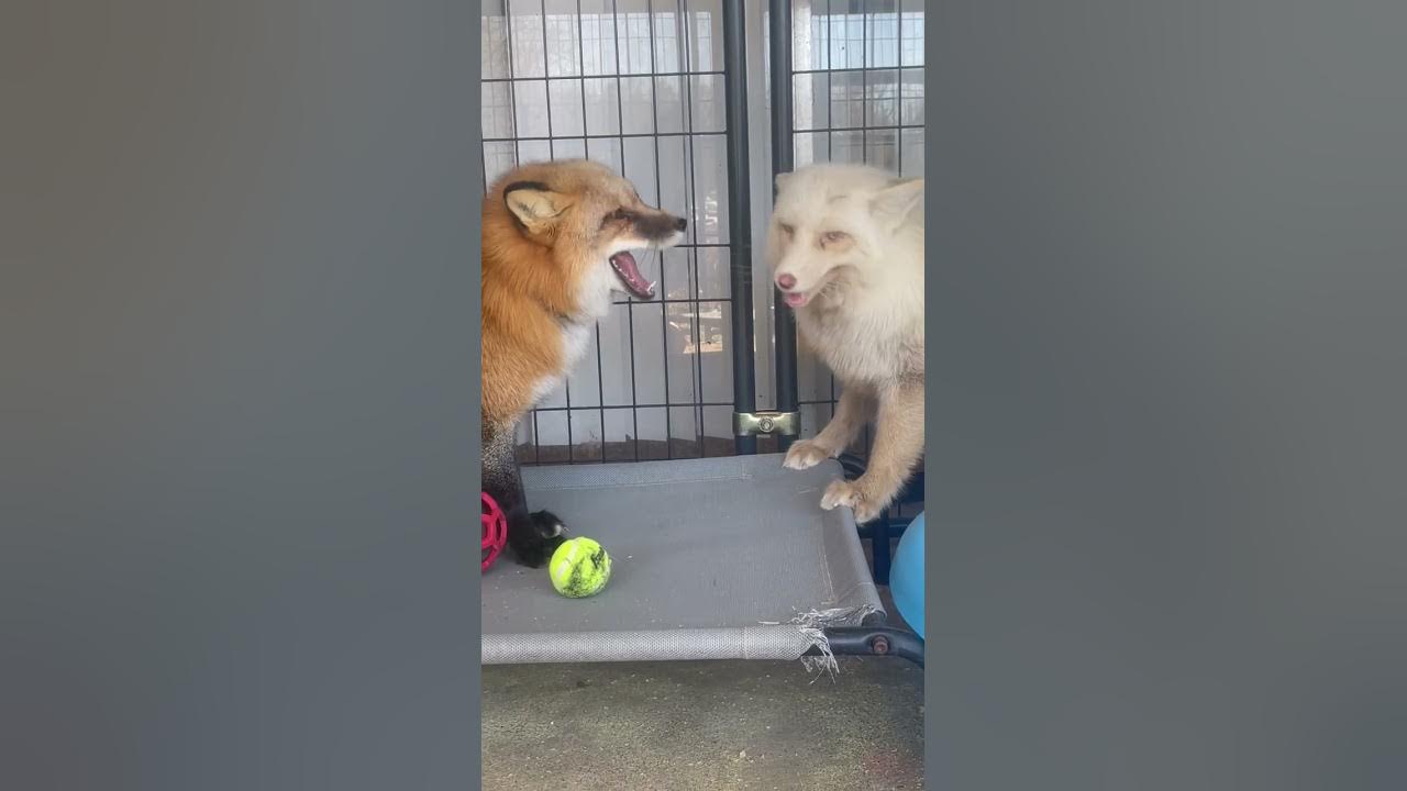 Look at these foxes argue! Such cute fox sounds. 🥺