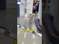 拥有一只高智商的猫咪是什么体验