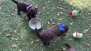 Ruby's puppies are introduced to the great outdoors!