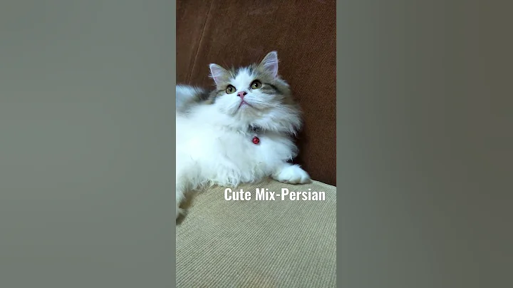Watch the video about Cute Mix-Persian Cat #shorts