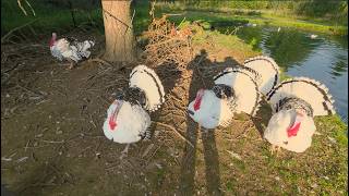 Why I Refuse to Cull My Extra Male Turkeys!