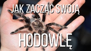 JAK zacząć hodowlę pająka PTASZNIKA? WSZYSTKO co musisz wiedzieć! Poradnik.