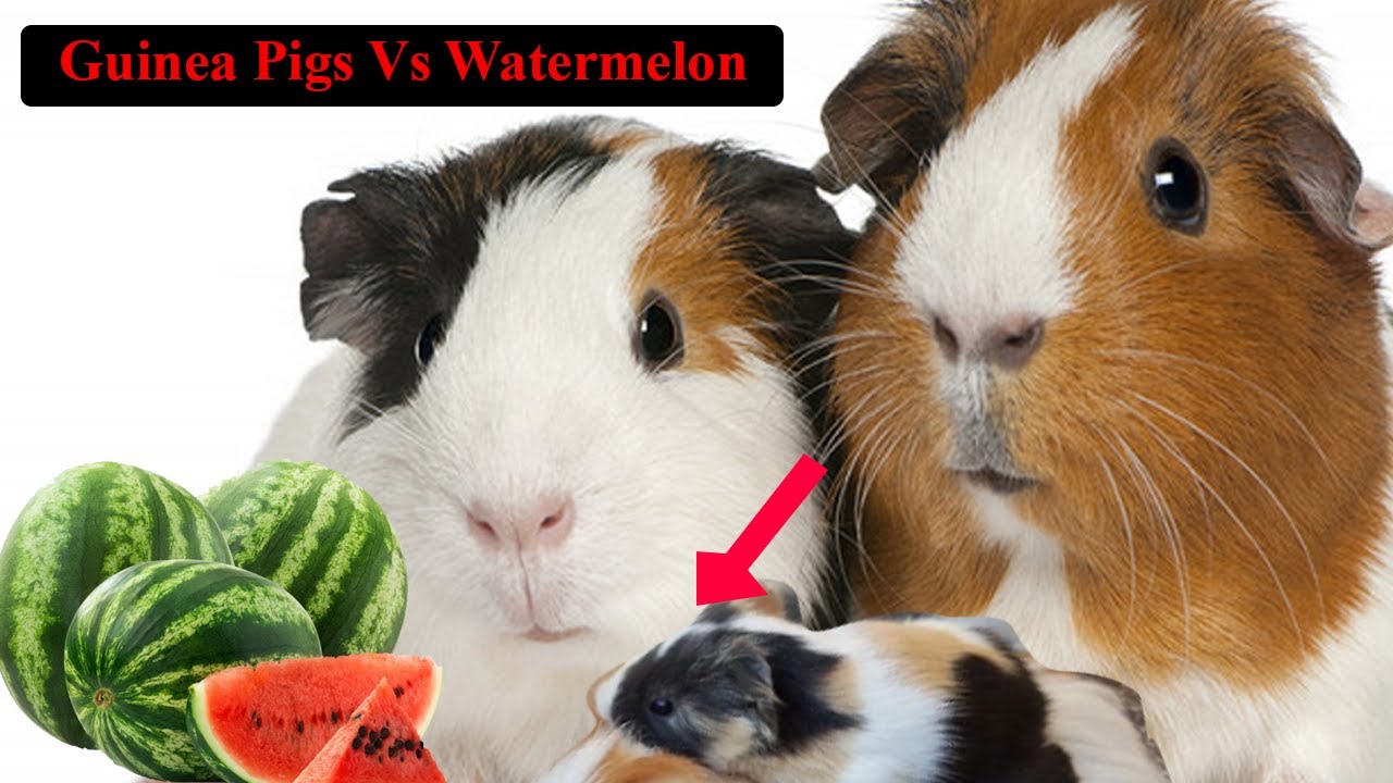 Guinea Pigs Taste Watermelon With Smaill Family for Life time. - YouTube - Watermelon Guinea Pig Recipes Easy