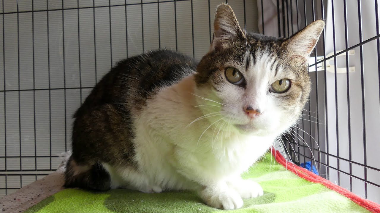 コトラばあちゃんが見せた変化の様子