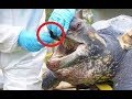12 Most Dangerous Turtles Ever
