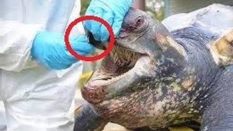 12 Most Dangerous Turtles Ever