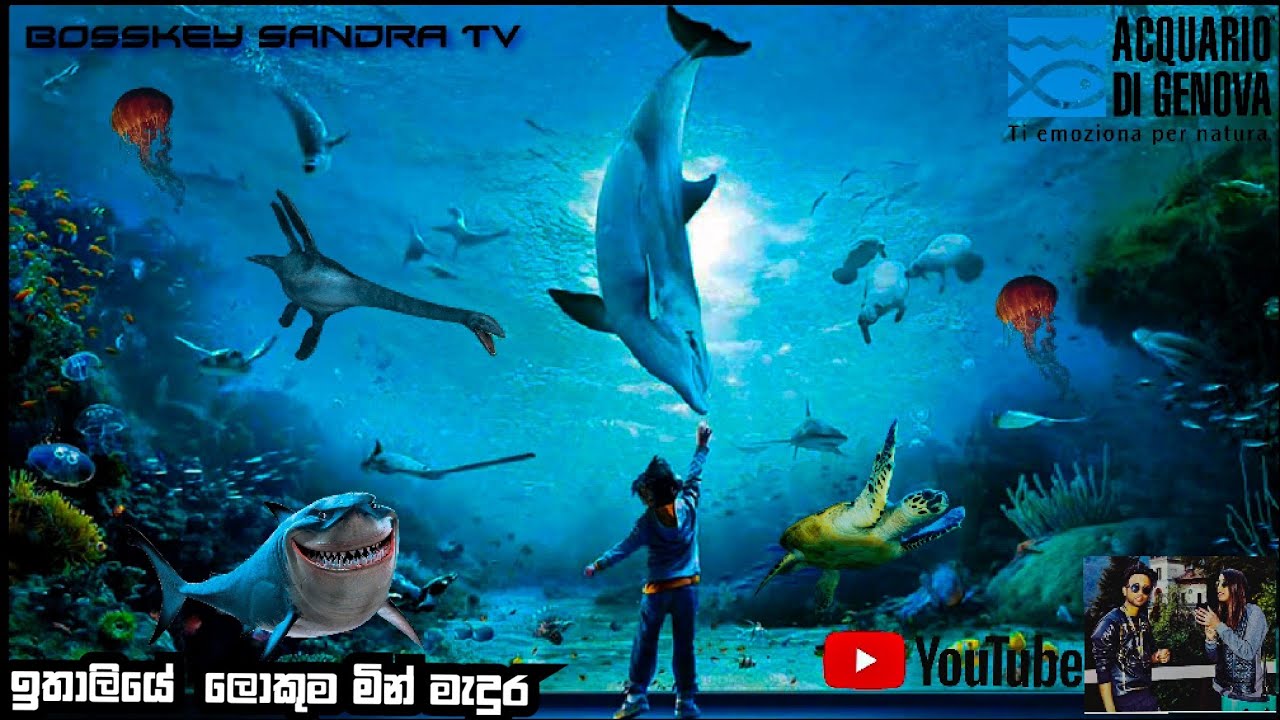 Acquario DI Genova Italia|😱|Aquarium of Genoa Italy|🙆‍♂️|ඉතාලියේ තියෙන ලොකුම මින් මැදුර|😱|🤣|